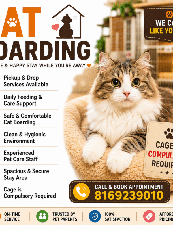 Cat Boarding